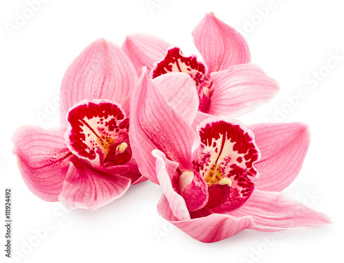 Fototapeta Naklejka Na Ścianę i Meble -  Orchid flowers