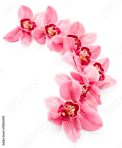 Orchid flowers