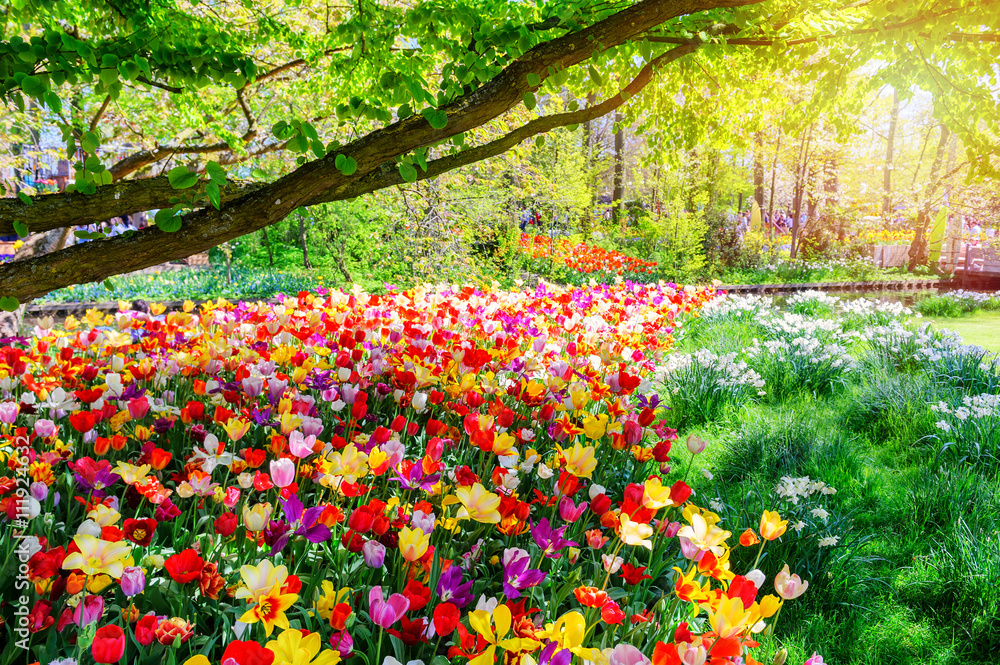 Fototapeta premium Spring landscape with multicolor tulips
