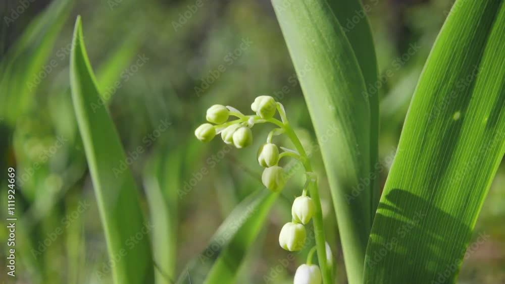 Blooming lilies of the valley, close-up Blooming lilies of the valley, close-up