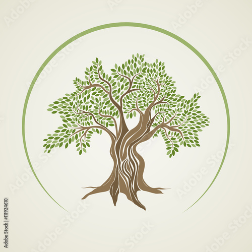 Vector illustration of olive tree