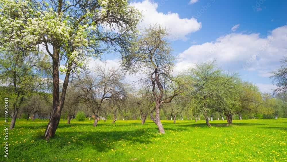 Blossoming apple orchard, panoramic time-lapse Blossoming apple orchard, panoramic time-lapse