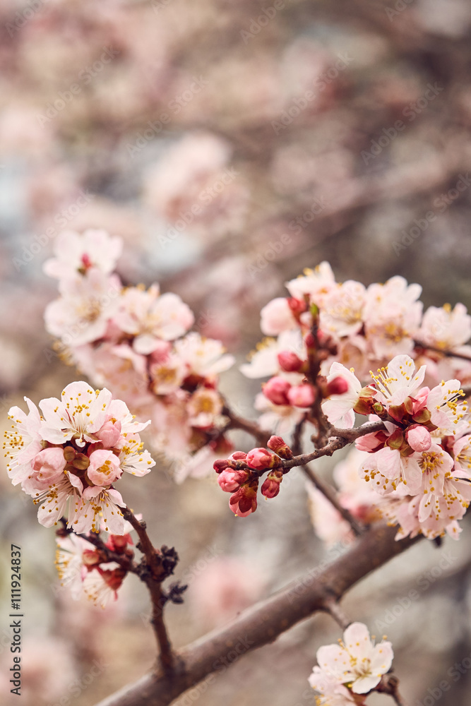 Cherry blooming tree