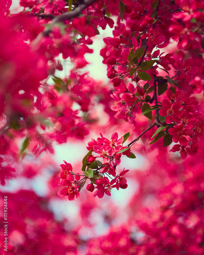 Fototapeta premium Spring blooming tree