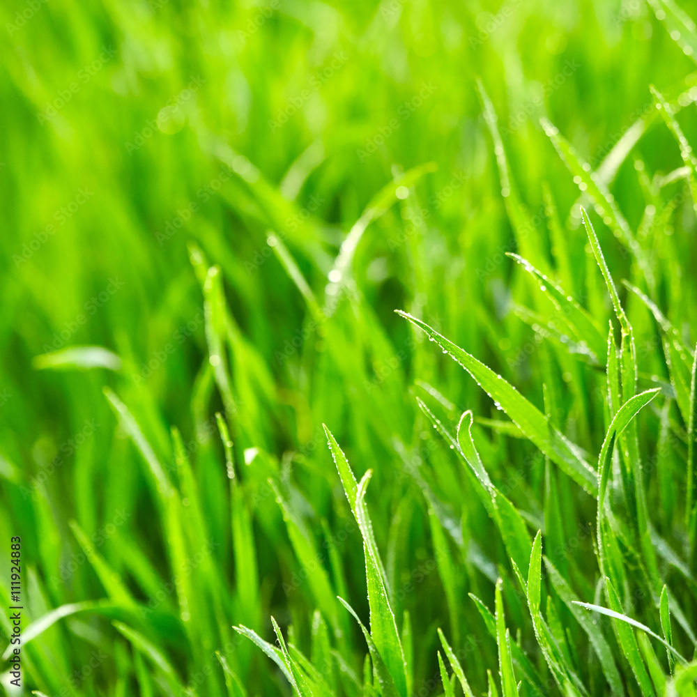 Obraz premium Green grass