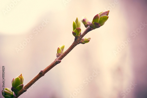 Fotografie, Obraz First spring buds