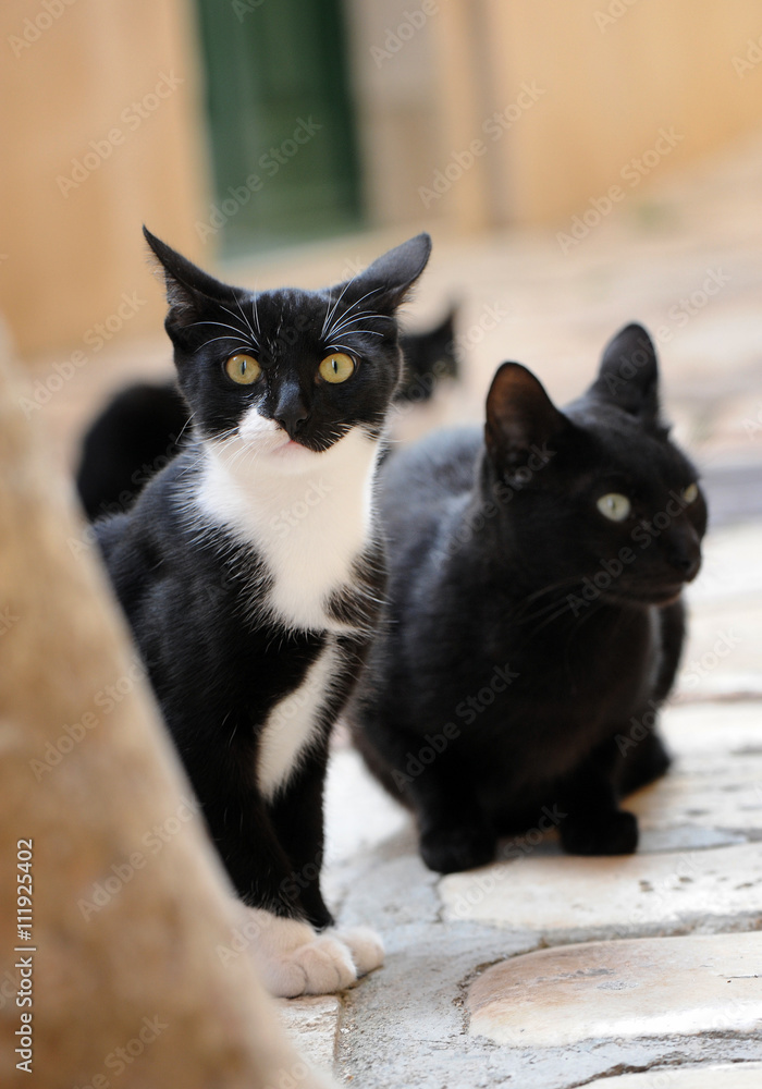 Drei Katzen sitzen auf einem Weg und lauschen aufmerksam.
