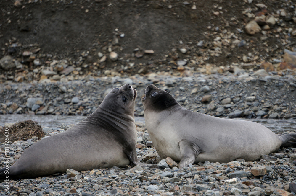 Fototapeta premium Two seals resting on the beach