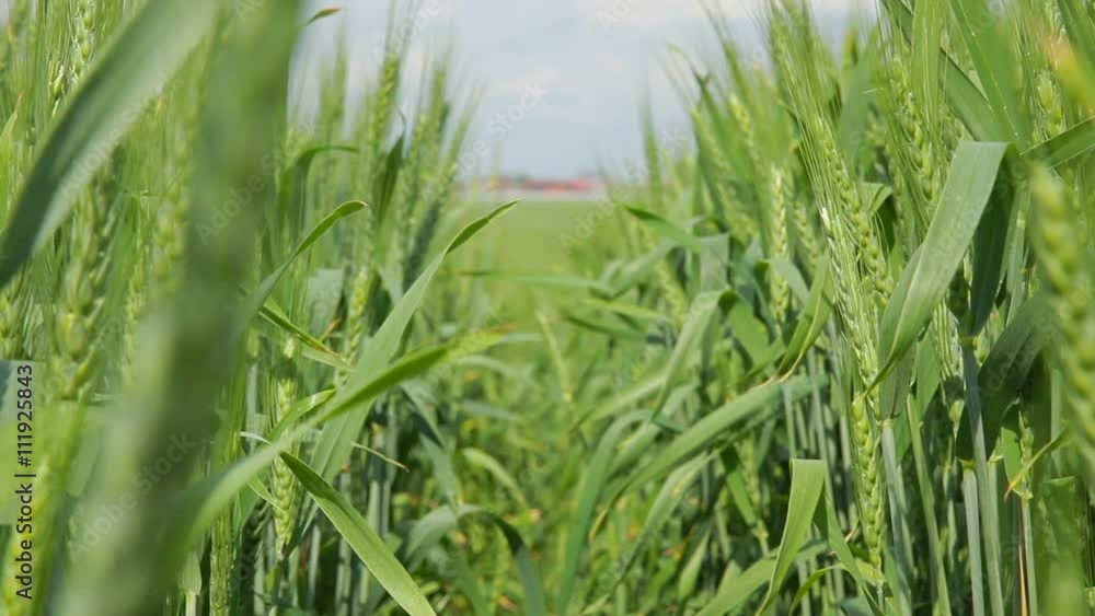 Barley spikelet on the background of field and blue sky, selective focus - Stock Vide Barley spikelet on the background of field and blue sky, selective focus - Stock Vide