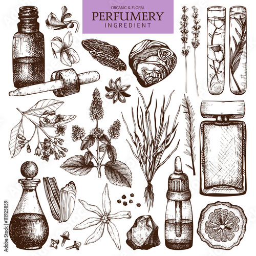 Vector collection of hand drawn perfumes and cosmetics sketch. Vintage set of aromatic plants for high-quality scented industry