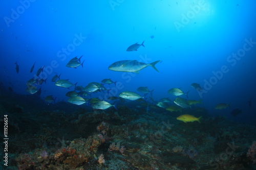 Fish and coral reef underwater in Indian Ocean, Thailand