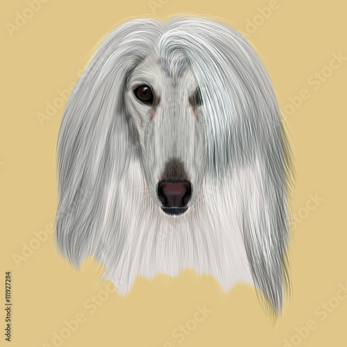 Illustrated Portrait of Afghan Hound dog.