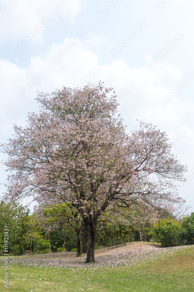 Flower pink tree landmark in park, bangkok, thailand, Tabebuia r