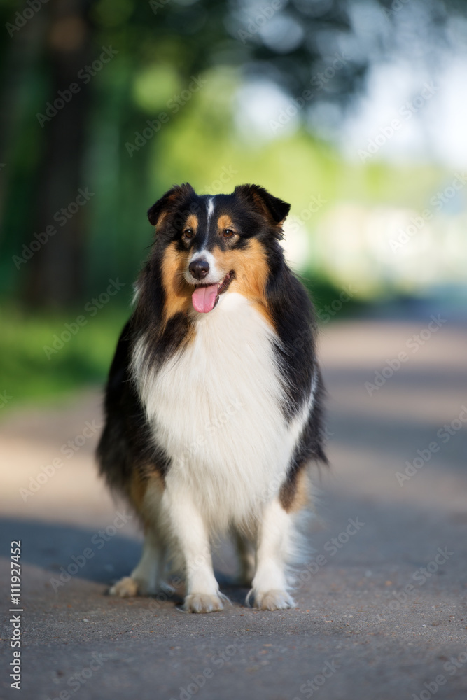adorable tricolor sheltie dog standing outdoors