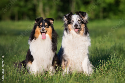 two adorable sheltie dogs sitting together outdoors