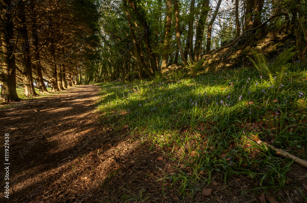 Obraz premium Countryside walk with bluebells along the path