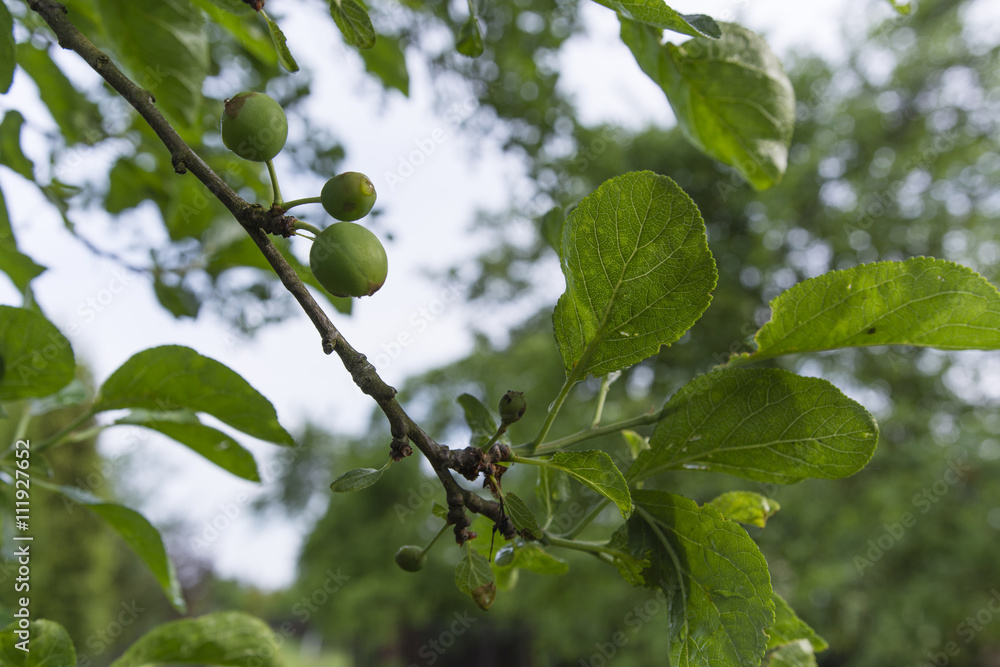 Fototapeta premium green fruit plums on the tree