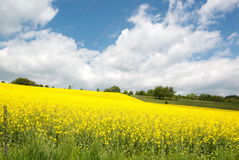 Beautiful yellow blooming rape seed field and blue sky, Germany Beautiful yellow blooming rape seed field and blue sky, Germany