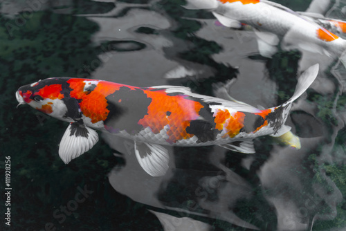 Photography beautifulfish CARP fancy /  koi fish swimming in pond, japanese