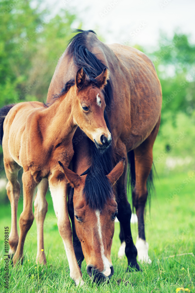 Fototapeta premium little bay foal with mom in the meadow.