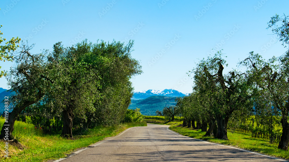 A winding road at Italy through olive and wine groves