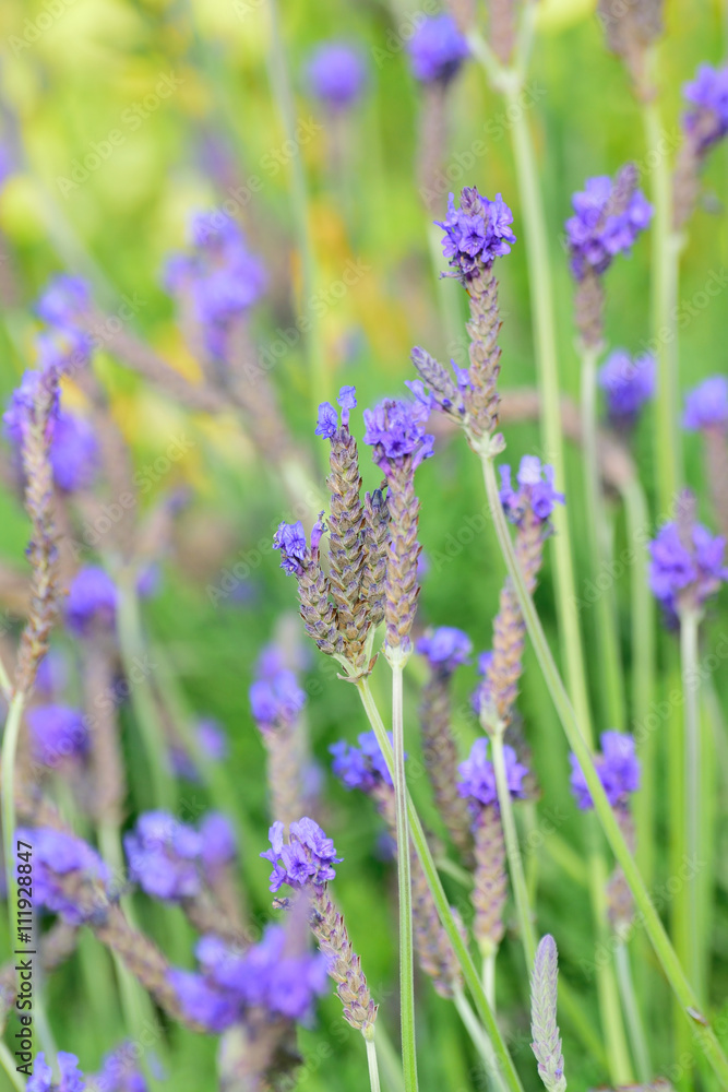 Background Lavender Flowers in vertical frame Background Lavender Flowers in vertical frame