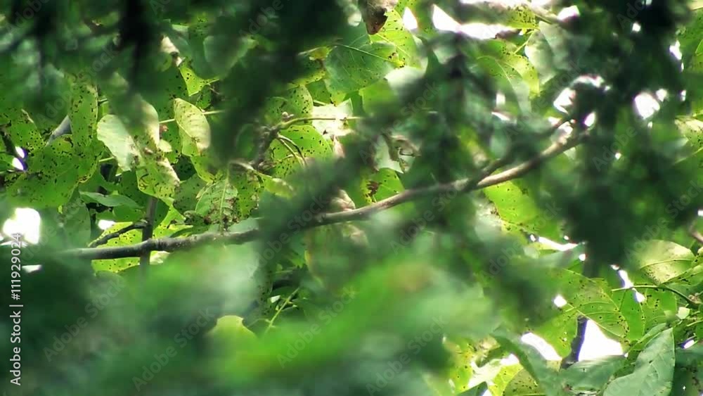 Trees, branches and leaves moving slowly

