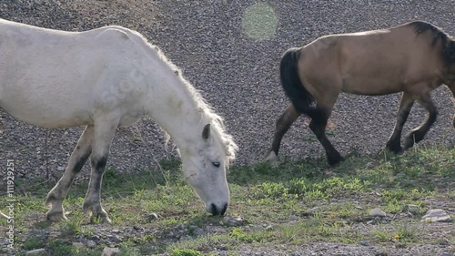 horses on the road in village photo
