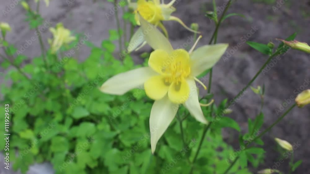 Beauty yellow bell on the wind Beauty yellow bell on the wind