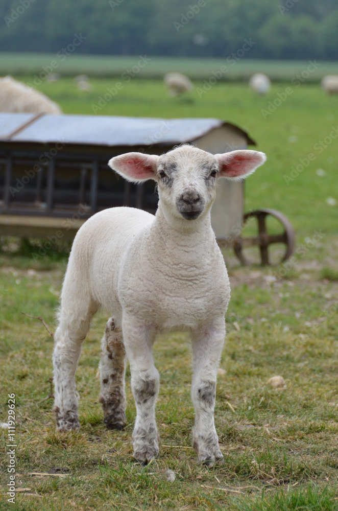 Young lamb in the field Young lamb in the field