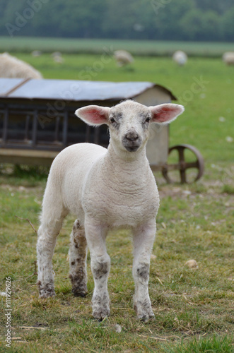 Young lamb in the field