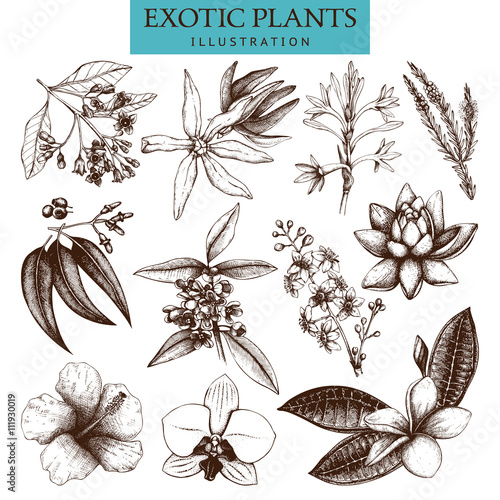 Exotic plants collection. Vector tropical flowers set. Hand drawn exotic plants sketch. Vintage flowers and leafs illustration. Natural design elements. Tropical plants isolated on white.