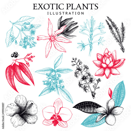 Exotic plants collection. Vector tropical flowers set. Hand drawn exotic plants sketch. Vintage flowers and leafs illustration. Natural design elements. Tropical plants isolated on white.