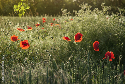 Poppies in a meadow illuminated by mild setting sun