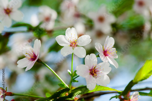 Apple tree blossom flowers