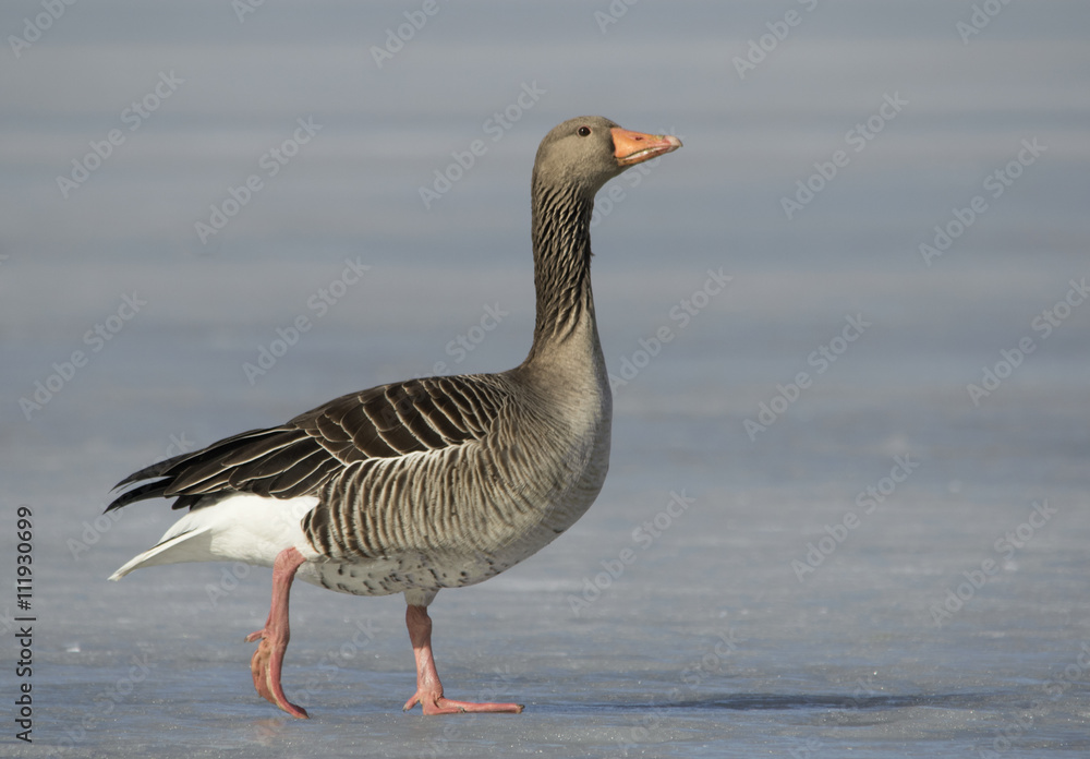Greylag Goose Greylag Goose