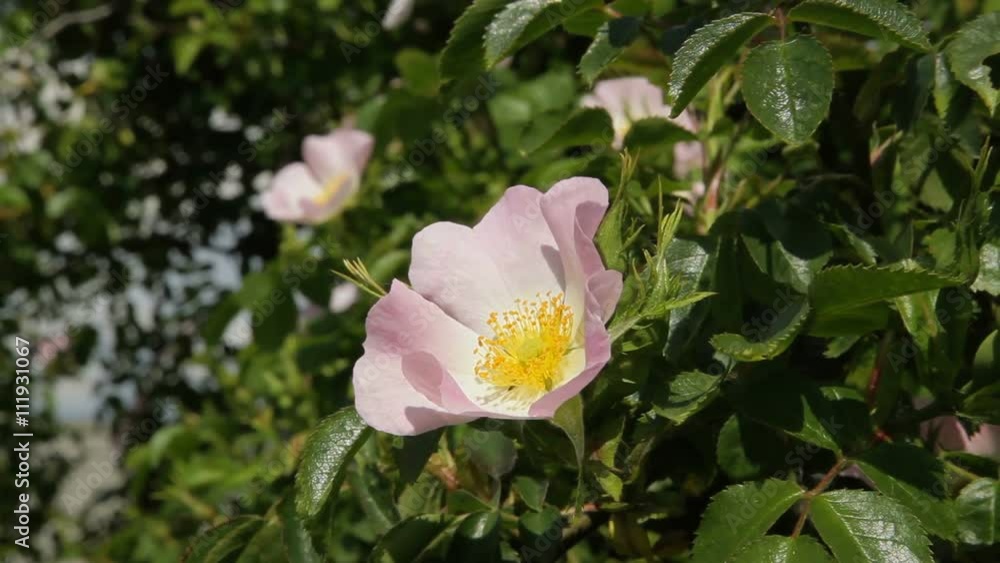 Flowering wild rose. Flowers of dog-rose (rosehip) growing in nature. Flowering wild rose. Flowers of dog-rose (rosehip) growing in nature.