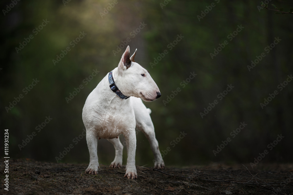 Dog Bull Terrier walking in the park Dog Bull Terrier walking in the park