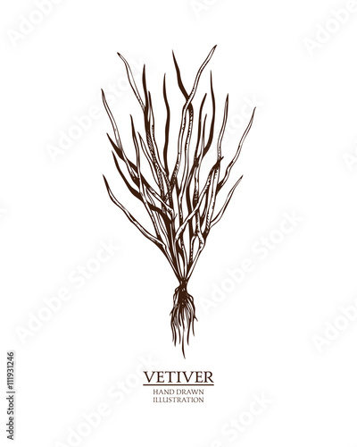 Ink hand drawn vetiver isolated on white background. Vector illustration of highly detailed aromatic plant. Perfumery ingredient and materials.