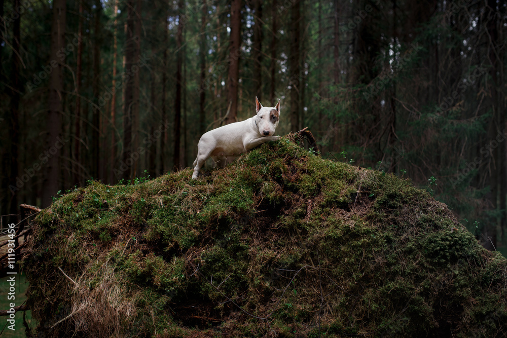 Obraz premium Dog Bull Terrier walking in the park