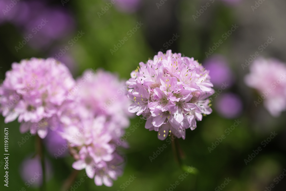 Grosse rosarote weisse Nlumenblüte Freigestellt Grosse rosarote weisse Nlumenblüte Freigestellt