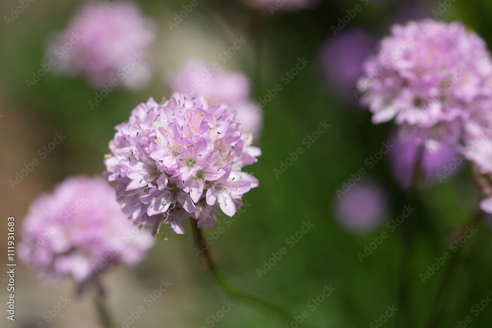 Grosse rosarote weisse Nlumenblüte Freigestellt Grosse rosarote weisse Nlumenblüte Freigestellt