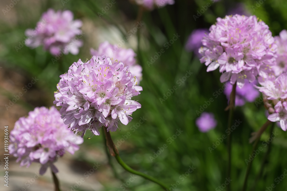 Grosse rosarote weisse Nlumenblüte Freigestellt Grosse rosarote weisse Nlumenblüte Freigestellt