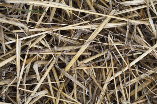 Texture hay closeup