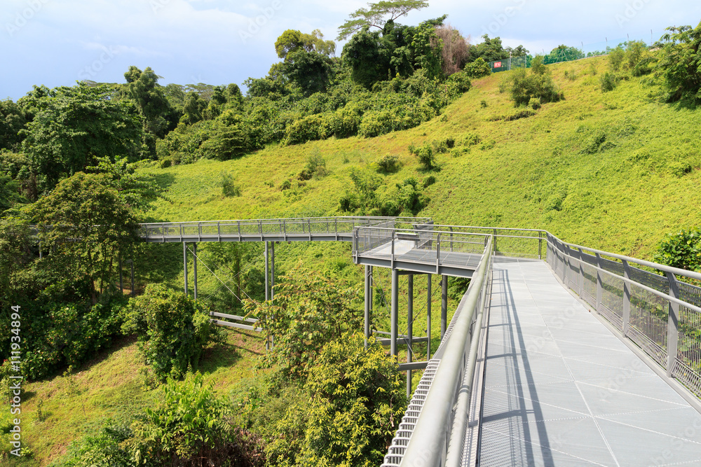 Forest Walk of Telok Blangah Hill Park rainforest, Singapore
