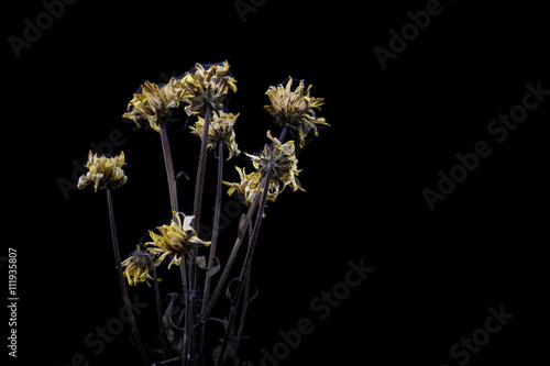 Dried flowe Dark style