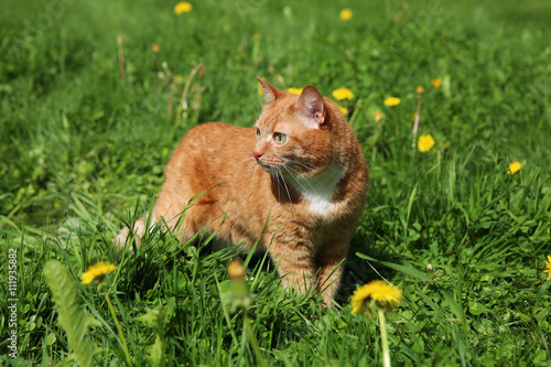 Red cat walking on the grass