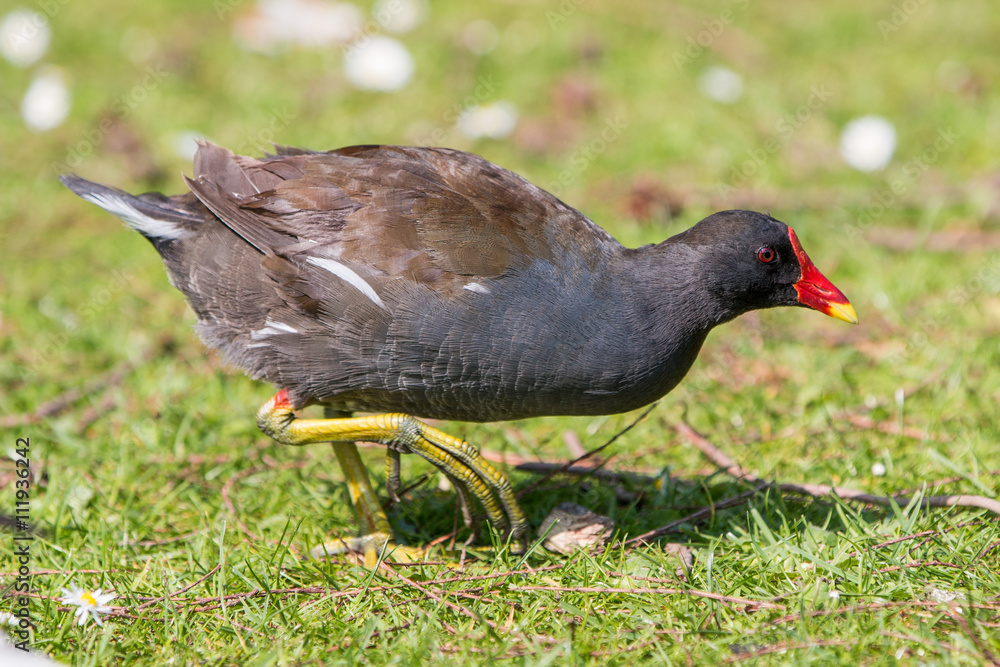 Teichralle oder Teichhuhn (Gallinula chloropus) Teichralle oder Teichhuhn (Gallinula chloropus)