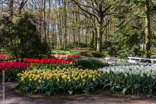 Flowers from Keukenhog gardens in Netherlands during spring time photo