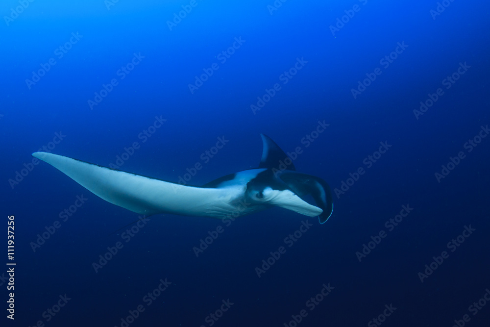Manta Ray underwater in ocean Manta Ray underwater in ocean